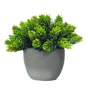 POTTED PINE BUSH 14CM